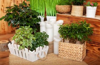 rośliny oczyszczające powietrze