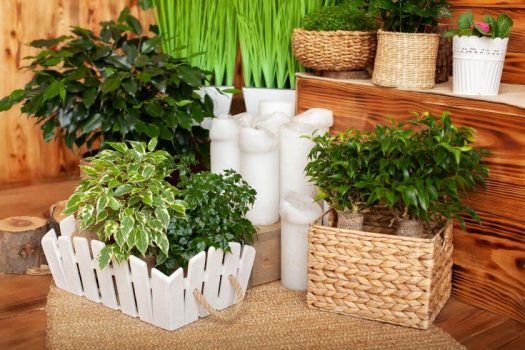 rośliny oczyszczające powietrze