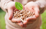 Pellet z konopi. Ekologiczne wykorzystanie biomasy